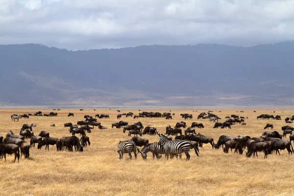 Gnu Sabana Del Serengeti Tanzania —  Fotos de Stock