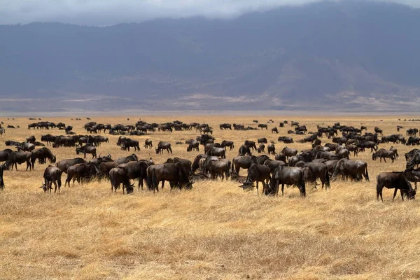 Gnu Sabana Del Serengeti Tanzania — Foto de Stock