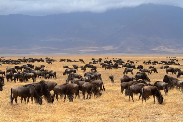 Gnu Sabana Del Serengeti Tanzania — Foto de Stock