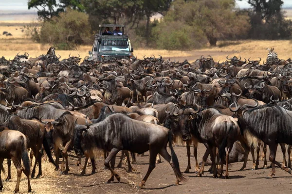 Gnu Savanne Van Serengeti Tanzania — Stockfoto