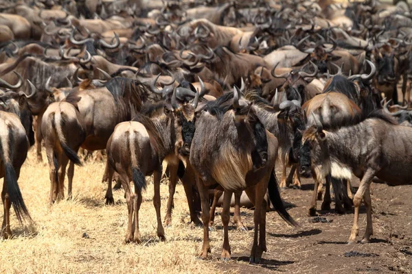 Gnu Sabana Del Serengeti Tanzania — Foto de Stock