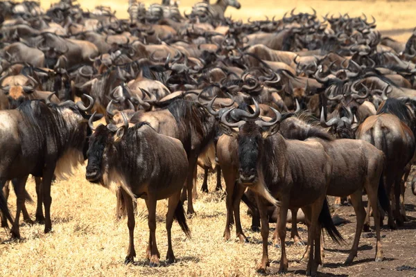 Gnu Savannen Serengeti Tanzania — Stockfoto