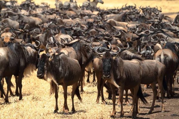 Gnu Savannah Serengeti Tanzanii — Zdjęcie stockowe