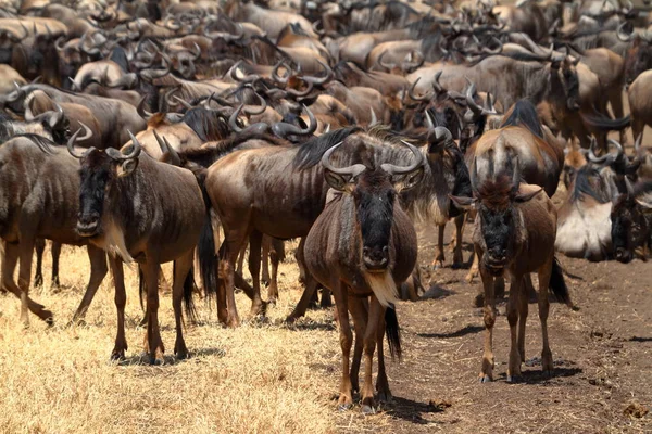 Gnu Savannah Serengeti Tanzanii — Zdjęcie stockowe