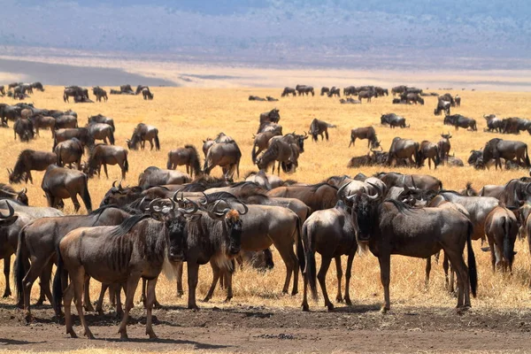 Gnu Nella Savana Del Serengeti Tanzania — Foto Stock