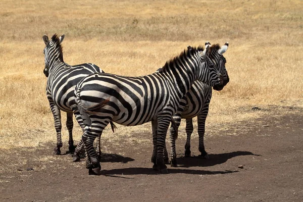 Zebras Serengeti Savannah — Fotografia de Stock