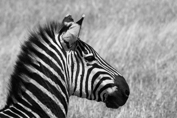 Cebras Sabana Del Serengeti — Foto de Stock