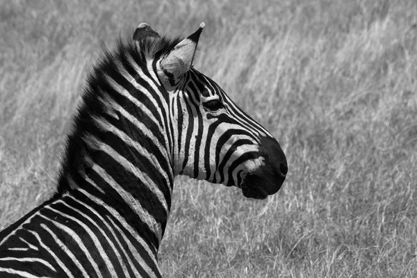 Zebras Serengeti Savannah — Fotografia de Stock