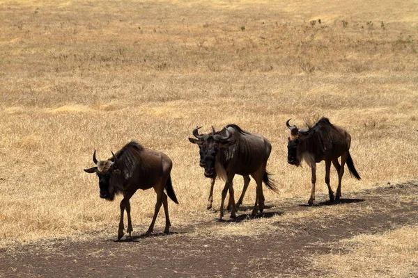 Gnu Nella Savana Del Serengeti Tanzania — Foto Stock