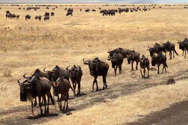 Gnu Savanne Van Serengeti Tanzania — Stockfoto