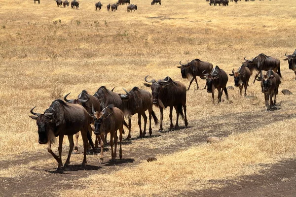 Gnu Nella Savana Del Serengeti Tanzania — Foto Stock