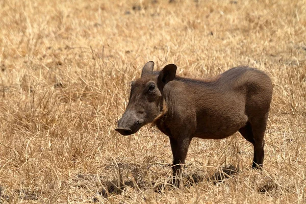 Varões Serengeti Savannah — Fotografia de Stock