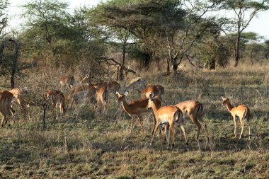 Serengeti impalas