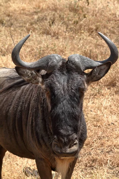 Gnu Savana Serengeti Din Tanzania — Fotografie, imagine de stoc