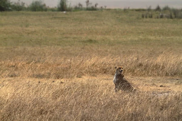 Cheetahs Serengeti — Stock Photo, Image