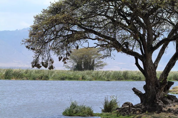 Lago Ngorongoro Cráter Tanzania — Foto de Stock