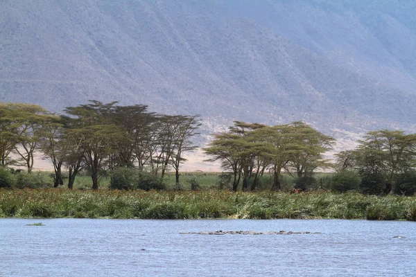 Озеро Кратере Нгоронгоро Танзании — стоковое фото