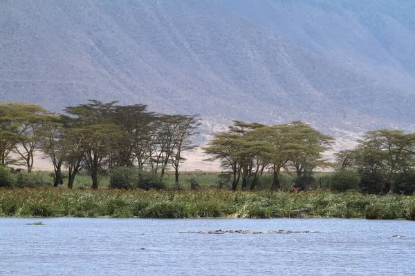 Lake Ngorongoro Krater Tanzania — Stockfoto