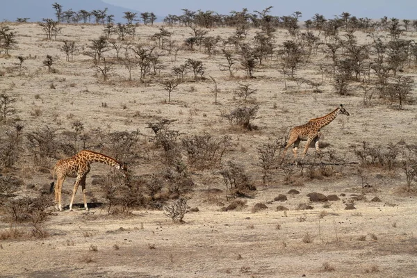 Giraffes Serengeti Tanzania — Stock Photo, Image