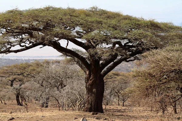 Savanne Van Serengeti Tanzania — Stockfoto