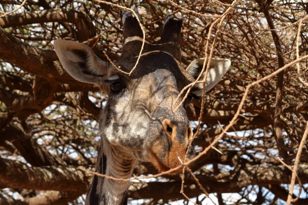Giraffe Nel Serengeti Tanzania — Foto Stock