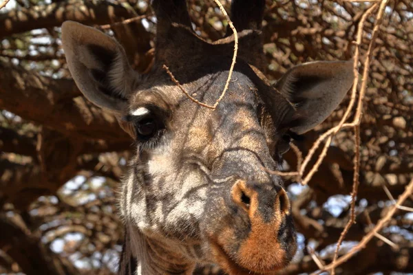 Girafas Serengeti Tanzânia — Fotografia de Stock