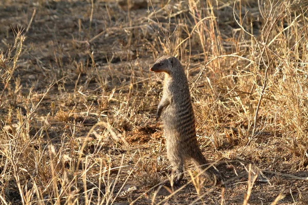 Gebänderte Mungos Der Serengeti — Stockfoto