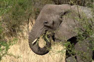 Serengeti filler