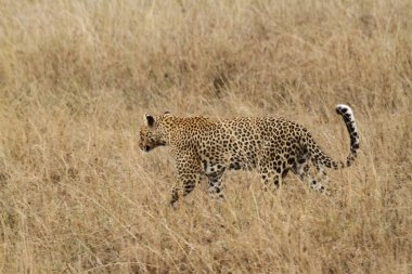 Savannah Serengeti içinde leopar