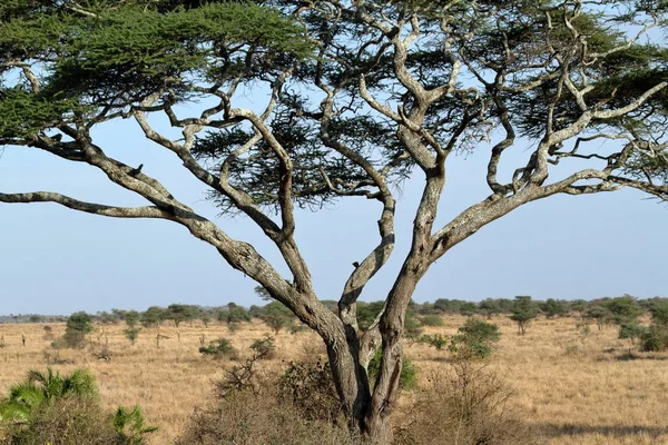 Savane Serengeti Tanzanie — Photo