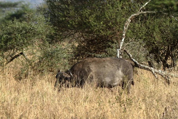 Buffalo Serengeti Savannah — Zdjęcie stockowe