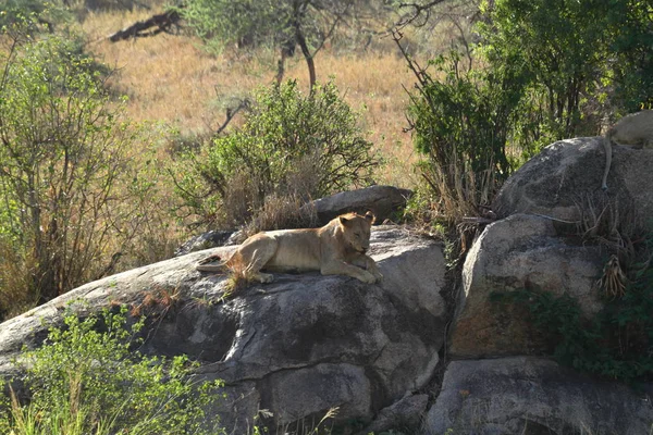 Leoni Nel Serengeti Savannah — Foto Stock