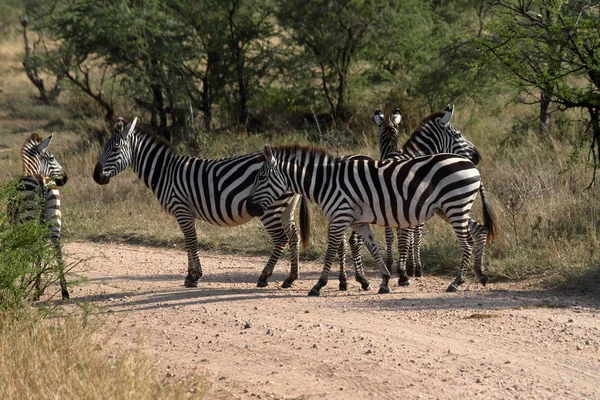 Serengeti Szavanna Zebrák — Stock Fotó