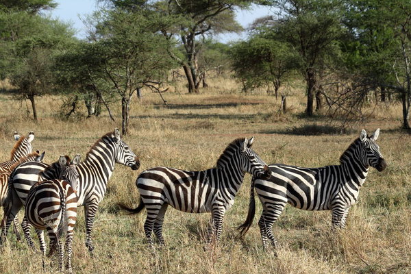 Zebras in the Serengeti Savannah