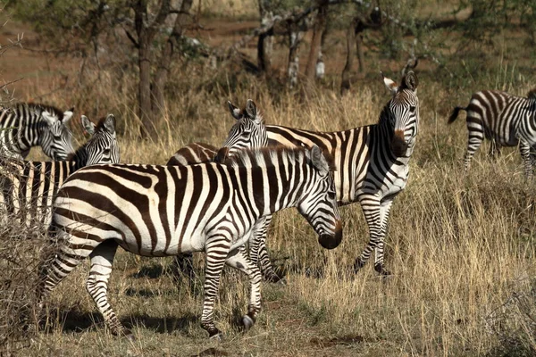 Cebras Sabana Del Serengeti — Foto de Stock