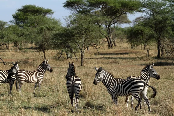 Zebras Der Serengeti Savanne — Stockfoto