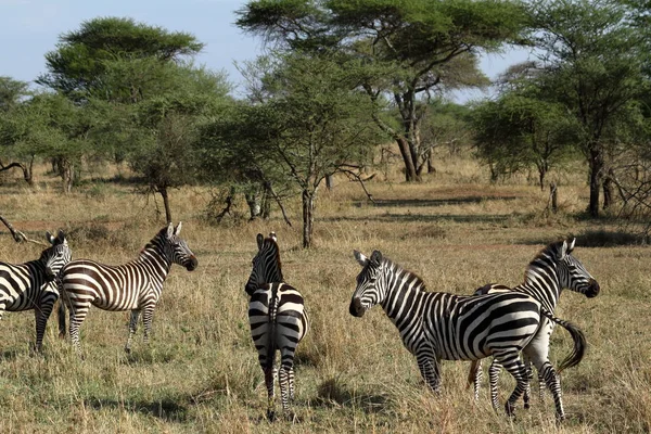 Serengeti Szavanna Zebrák — Stock Fotó