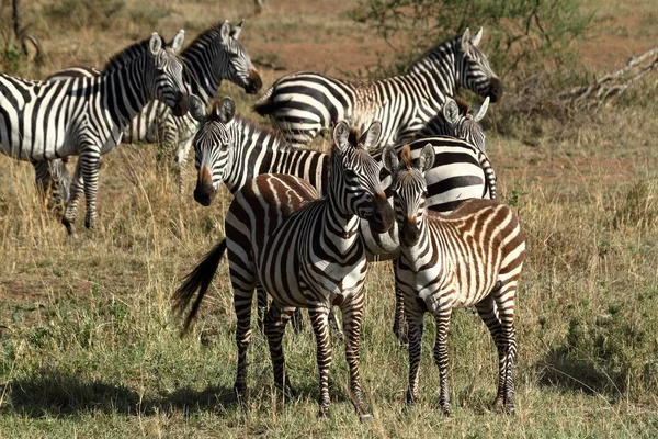 Zebry Savany Serengeti — Stock fotografie