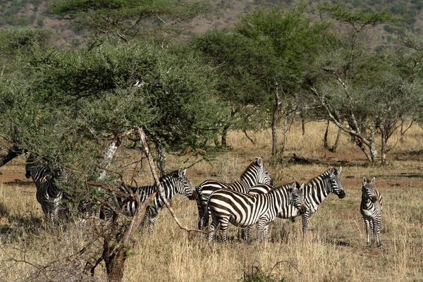 Serengeti Szavanna Zebrák — Stock Fotó