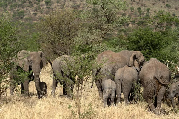 Olifanten Serengeti — Stockfoto