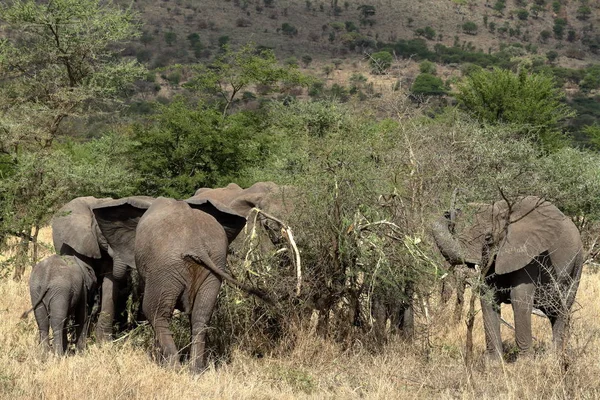 Elefantes Serengeti —  Fotos de Stock