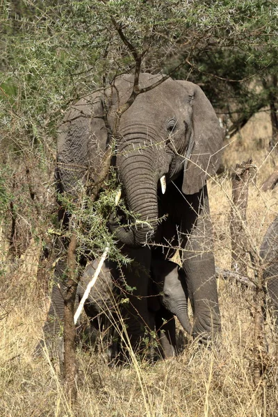 Éléphants Dans Serengeti — Photo