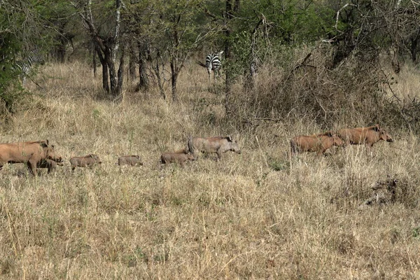 Les Phacochères Dans Savane Serengeti — Photo