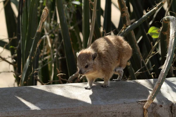 塞伦盖蒂的Hyrax — 图库照片