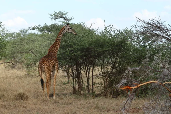 Girafes Dans Serengeti Tanzanie — Photo