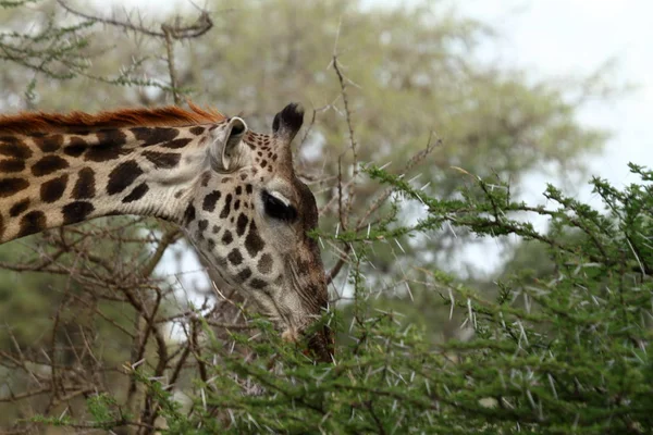 Girafas Serengeti Tanzânia — Fotografia de Stock