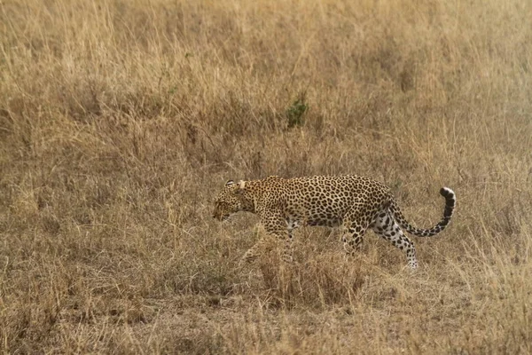 Leopardi Nella Savana Nel Serengeti — Foto Stock