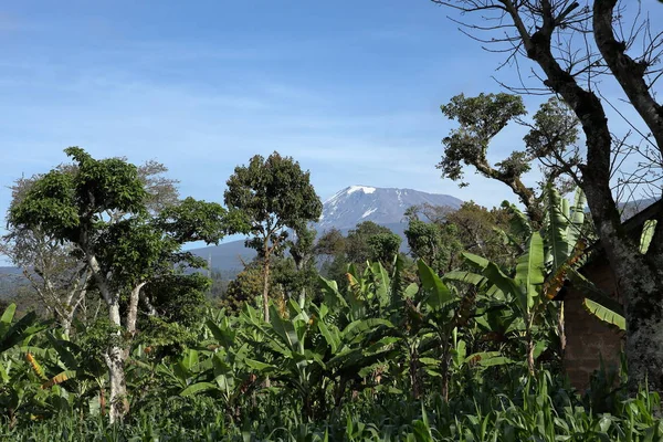 Kilimanjaro Tanzania — Foto de Stock