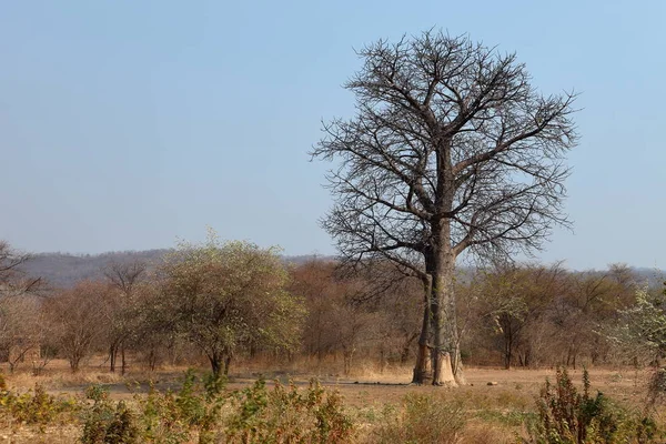 Les Krajiny Malawi — Stock fotografie