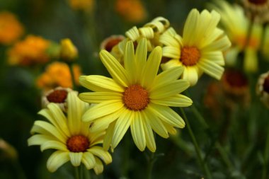 Sarı çiçekler ve çiçekler.